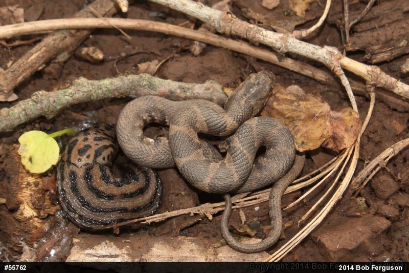 Northern Watersnake