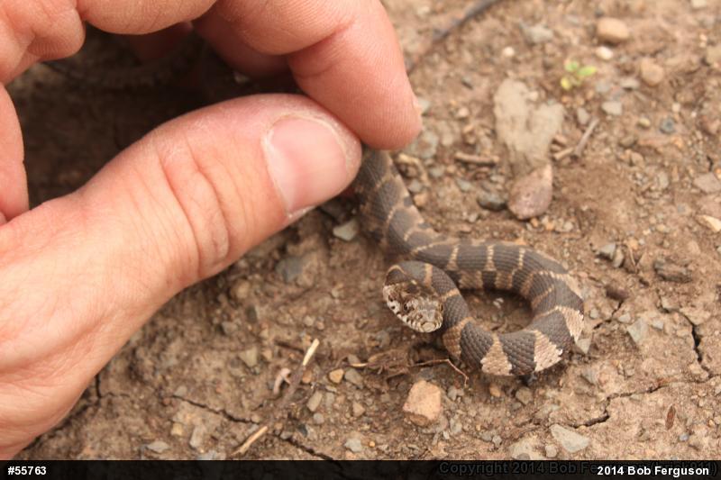 Northern Watersnake
