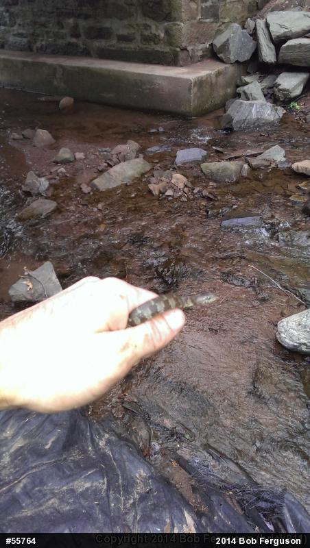 Northern Watersnake