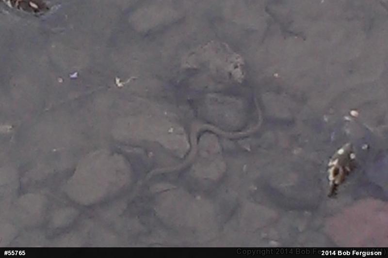 Northern Watersnake