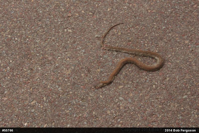 Northern Watersnake