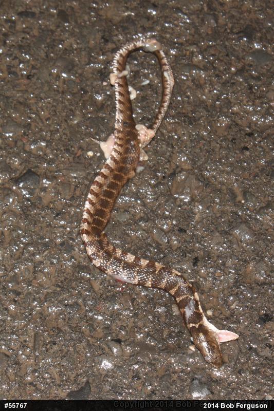 Northern Watersnake
