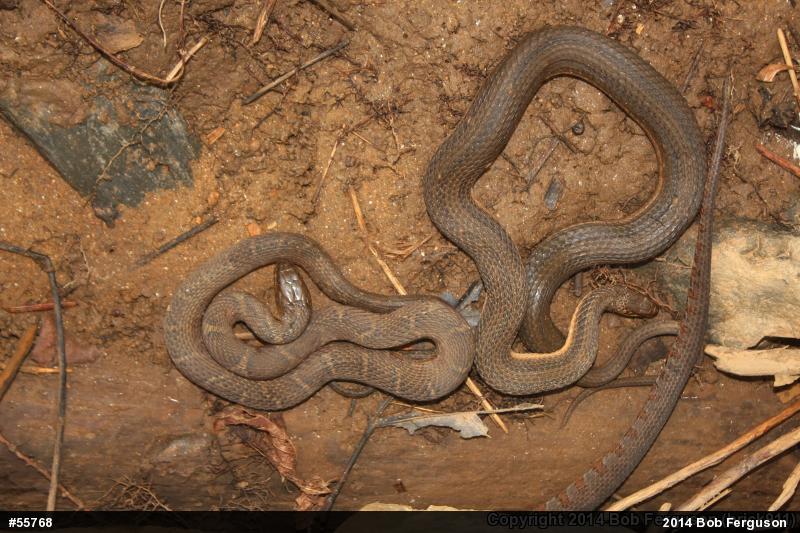 Northern Watersnake
