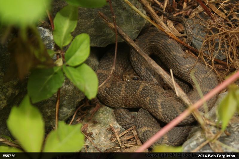 Northern Watersnake