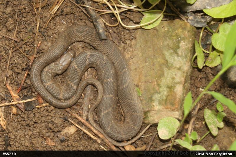 Northern Watersnake
