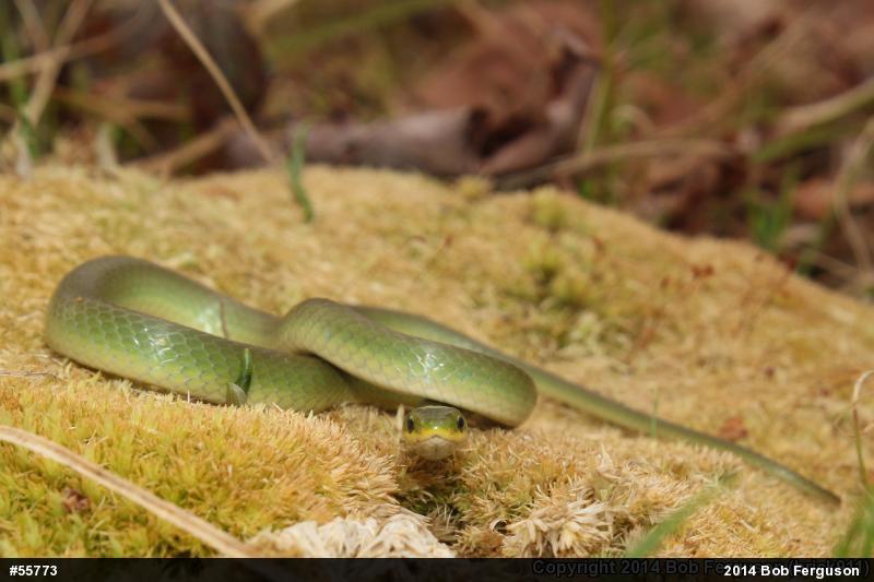 Smooth Greensnake