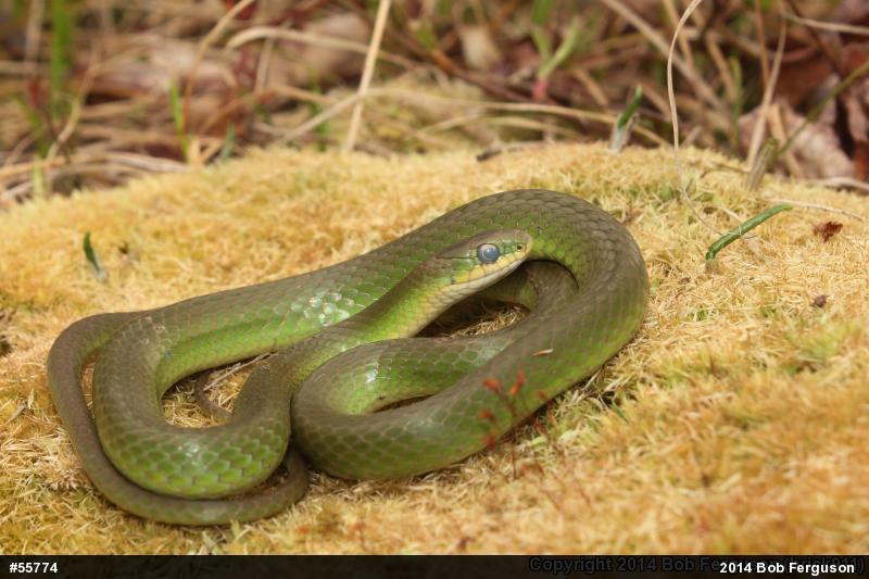 Smooth Greensnake