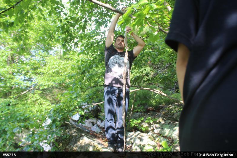 Eastern Ratsnake