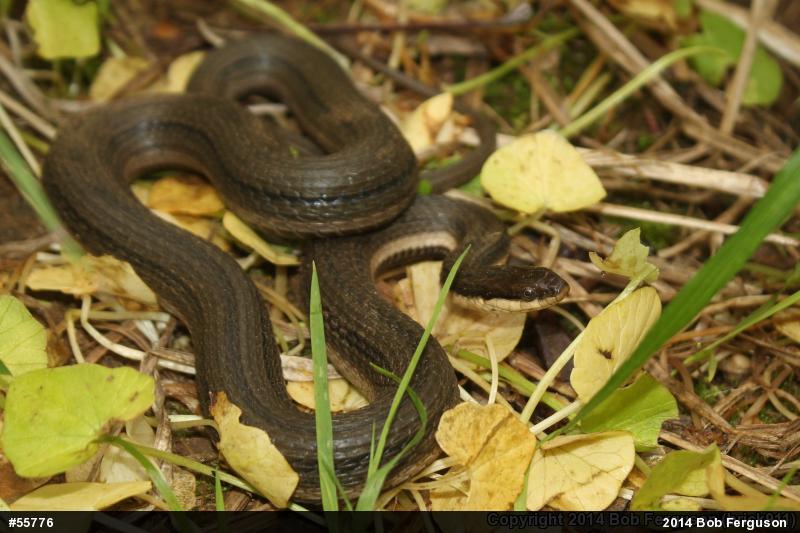 Queensnake