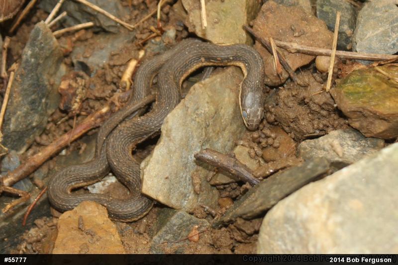 Queensnake