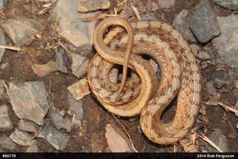 Dekay's Brownsnake