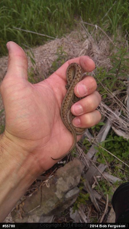 Dekay's Brownsnake