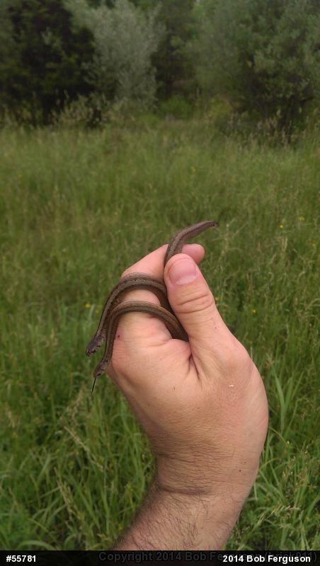 Dekay's Brownsnake