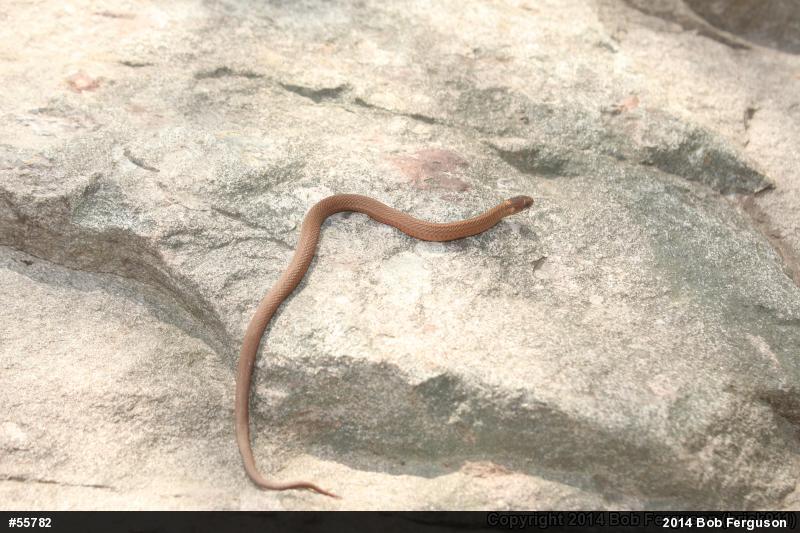Red-bellied Snake