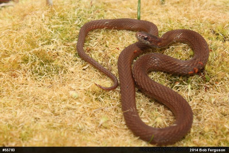 Red-bellied Snake