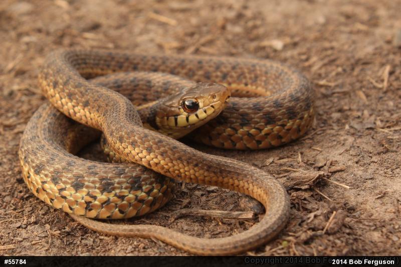 Eastern Gartersnake