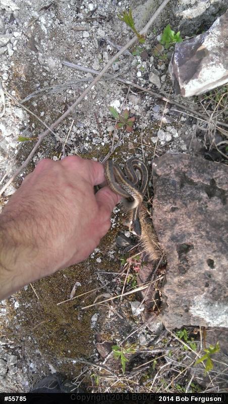 Eastern Gartersnake