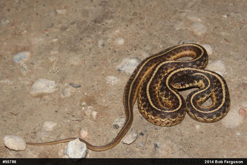 Eastern Gartersnake