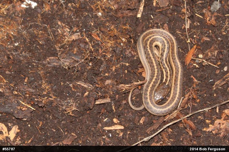 Eastern Gartersnake