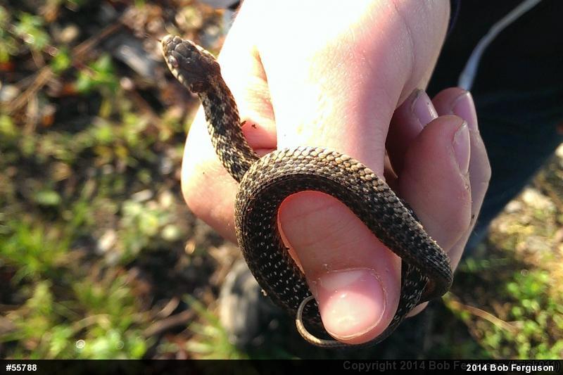 Eastern Gartersnake