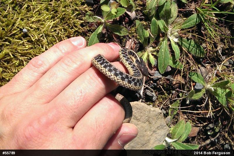 Eastern Gartersnake