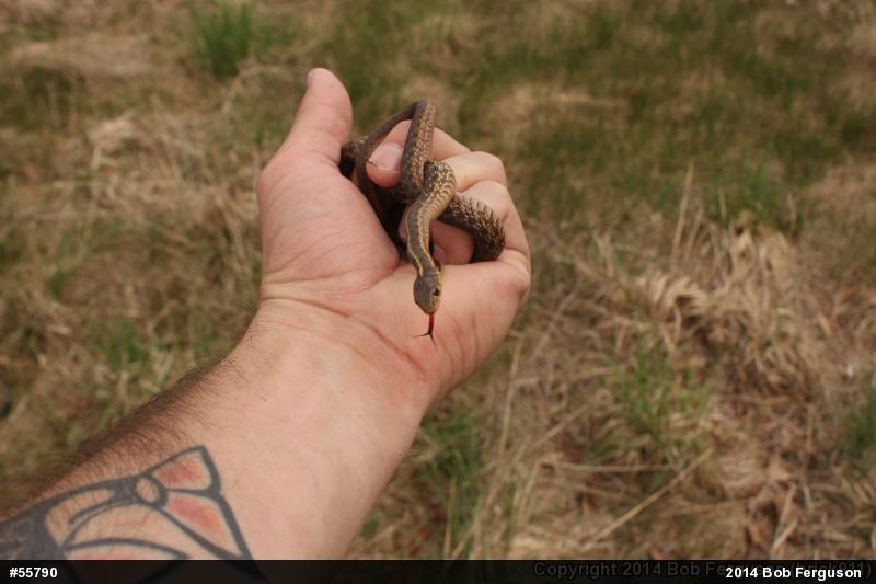 Eastern Gartersnake