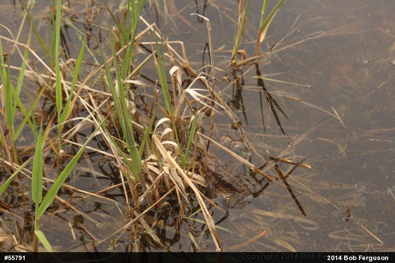 Eastern Gartersnake