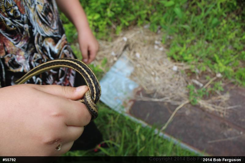 Eastern Gartersnake