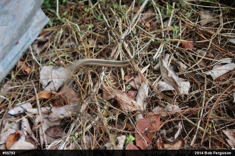 Eastern Gartersnake