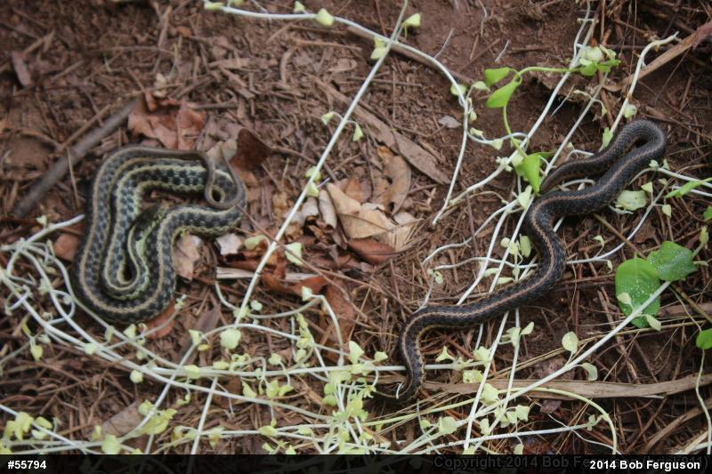 Eastern Gartersnake
