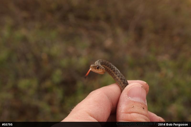 Eastern Gartersnake