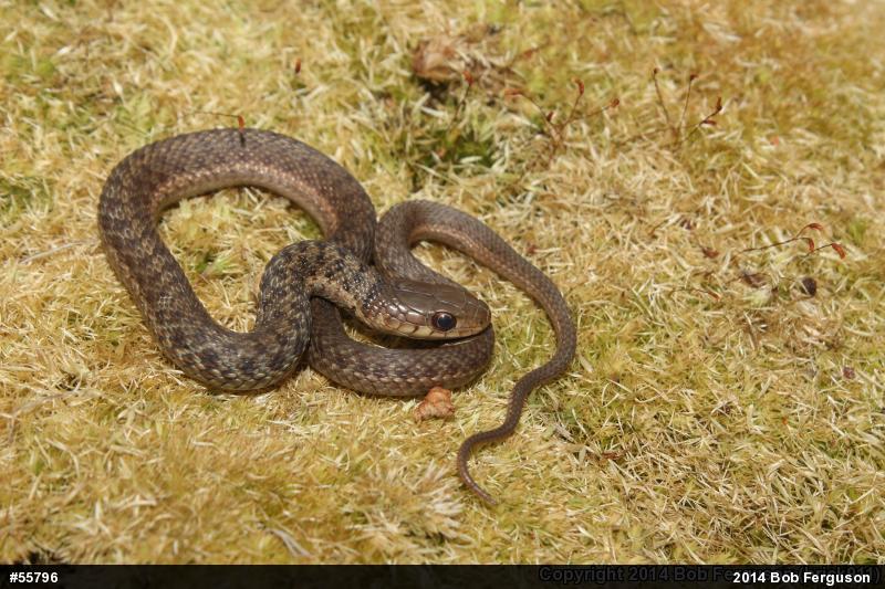 Eastern Gartersnake