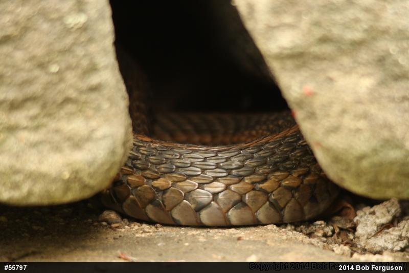 Eastern Gartersnake