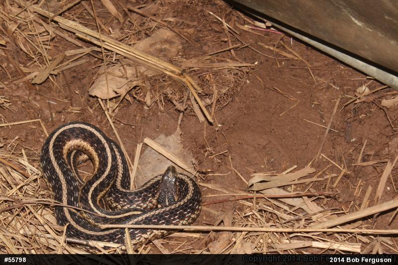 Eastern Gartersnake