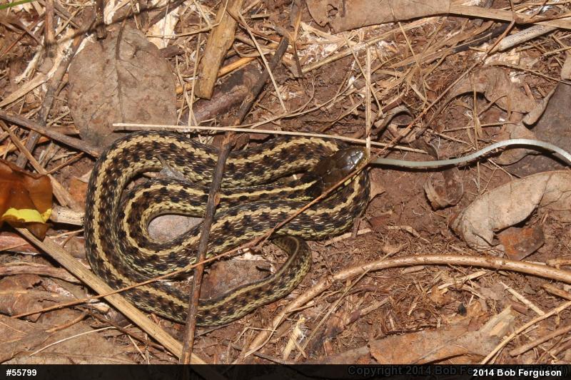 Eastern Gartersnake