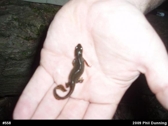 Red-spotted Newt