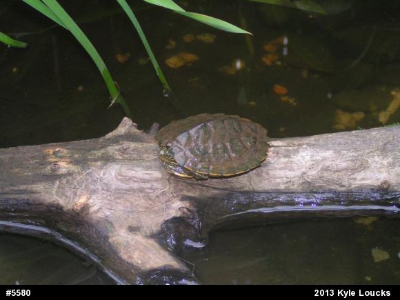 Northern Map Turtle