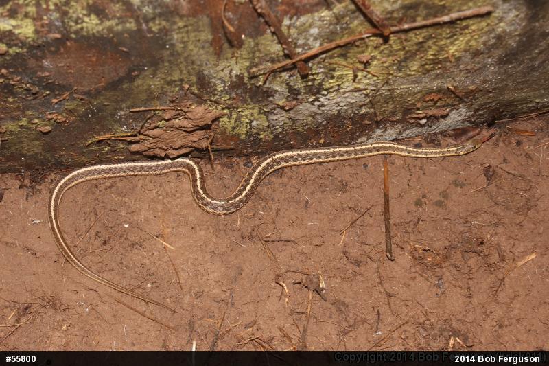 Eastern Gartersnake