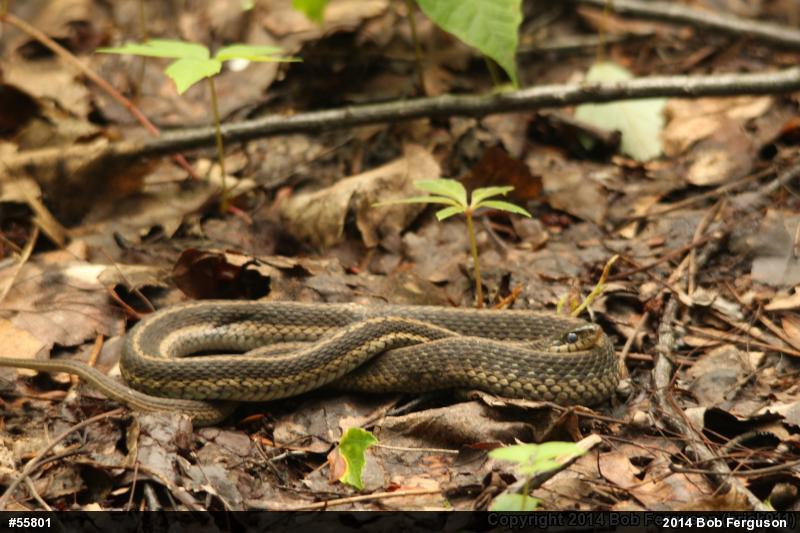 Eastern Gartersnake