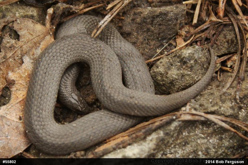 Eastern Smooth Earthsnake
