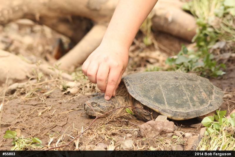 Snapping Turtle