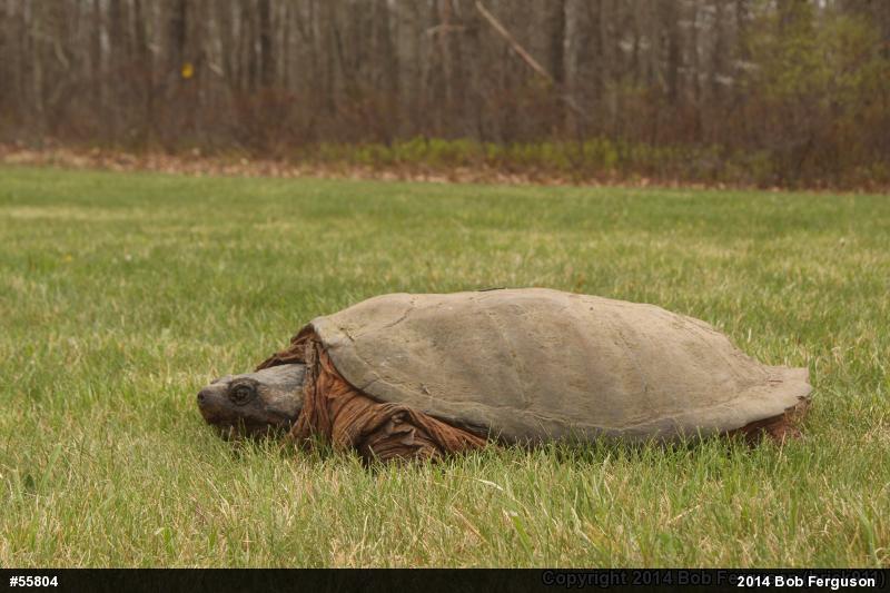 Snapping Turtle