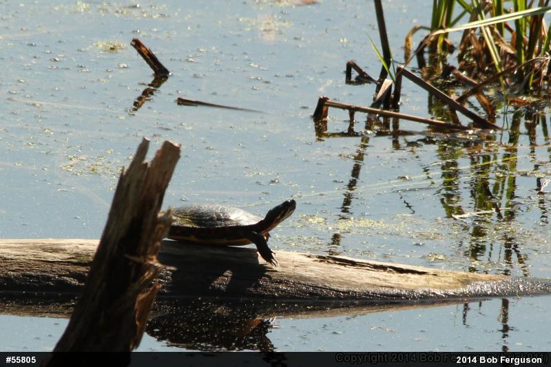 Eastern Painted Turtle