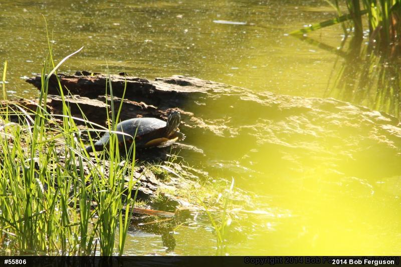 Painted Turtle
