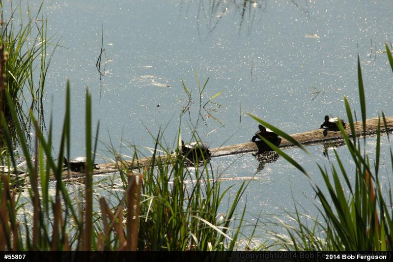 Eastern Painted Turtle