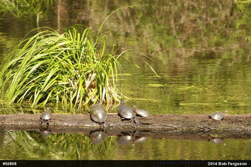Eastern Painted Turtle