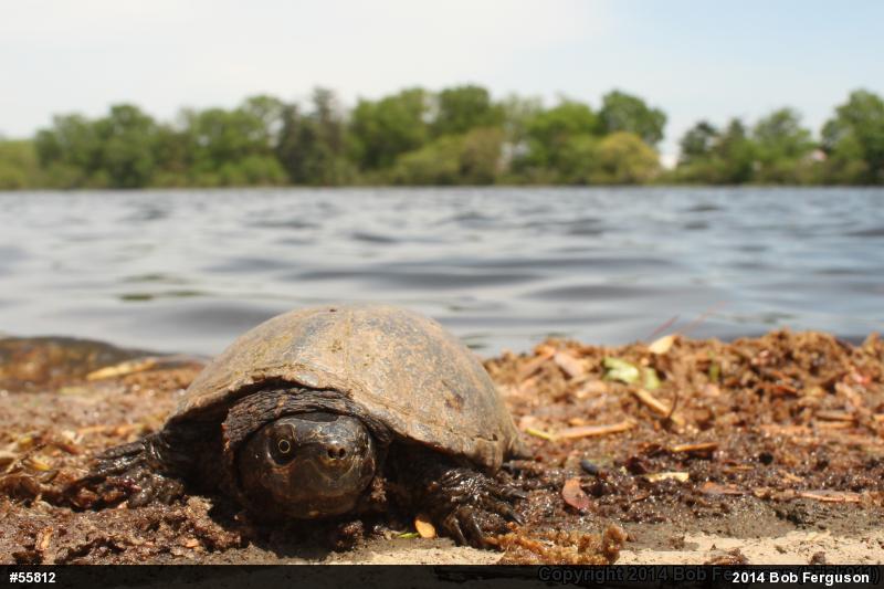 Eastern Musk Turtle
