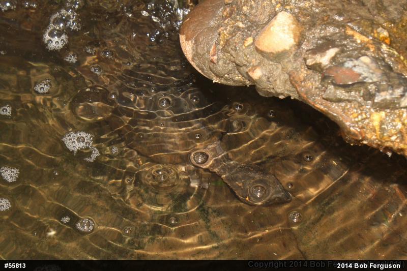 Eastern Musk Turtle