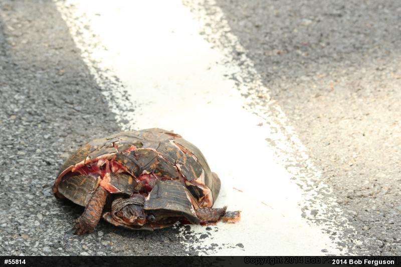 Eastern Box Turtle