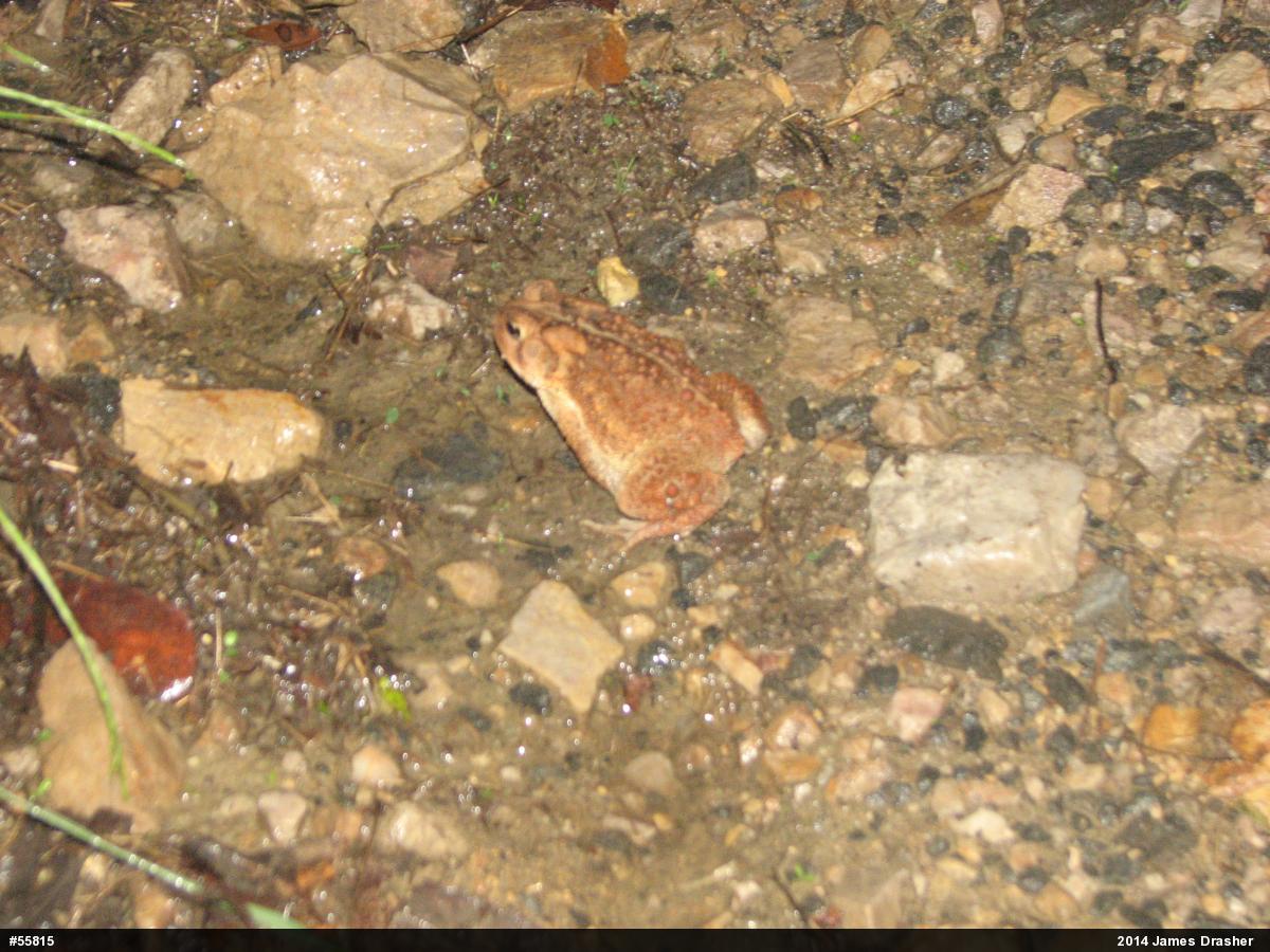 Eastern American Toad